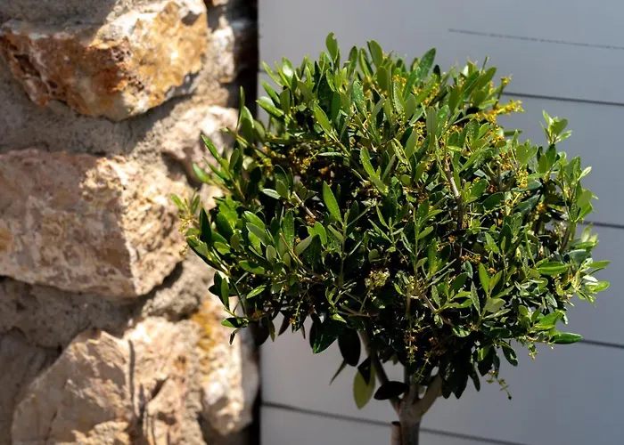 Kasteli Daire Perivolos (Santorini)